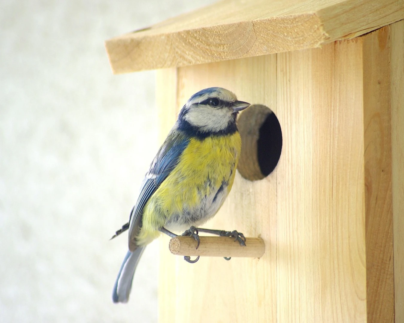 6 BIRD