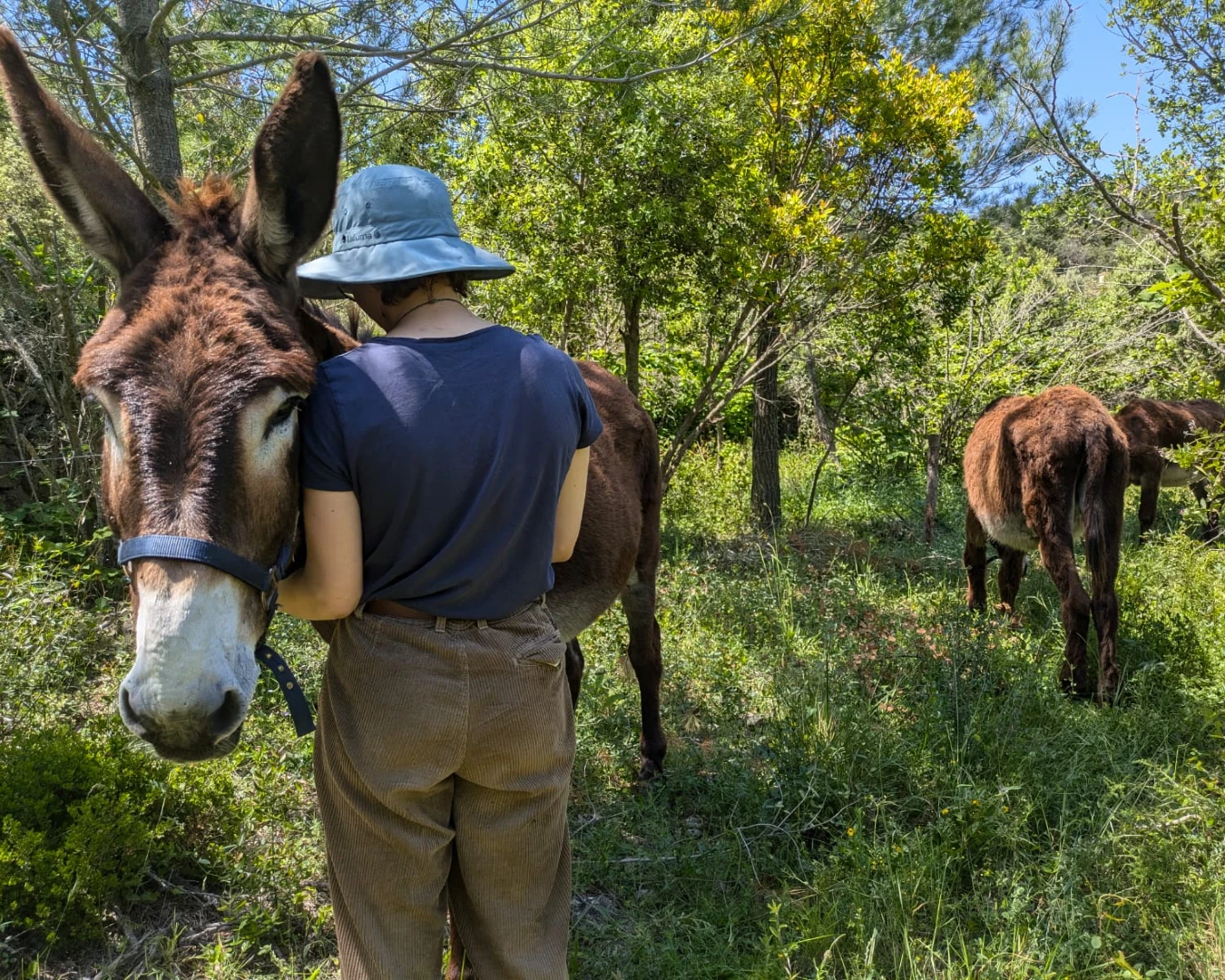 DONKEY 2