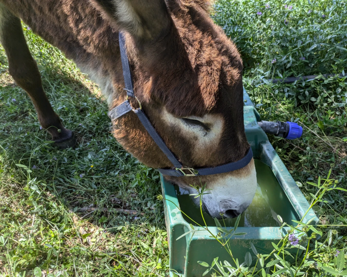 DONKEY